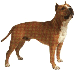 amstaff:cliquez pour une description