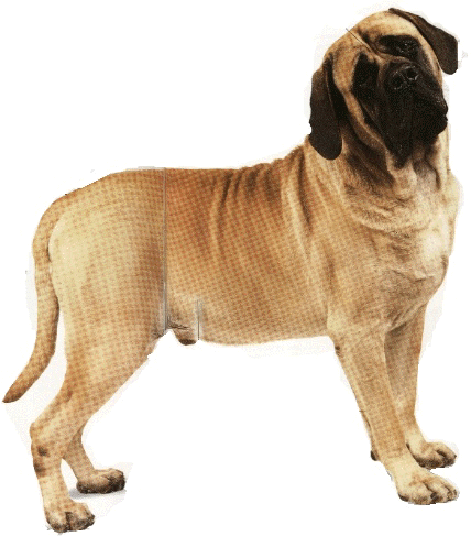 chien de race mastiff