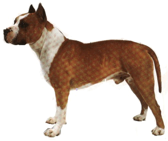 pitbull:cliquez pour une description