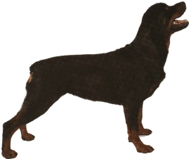rott: cliquez pour une description